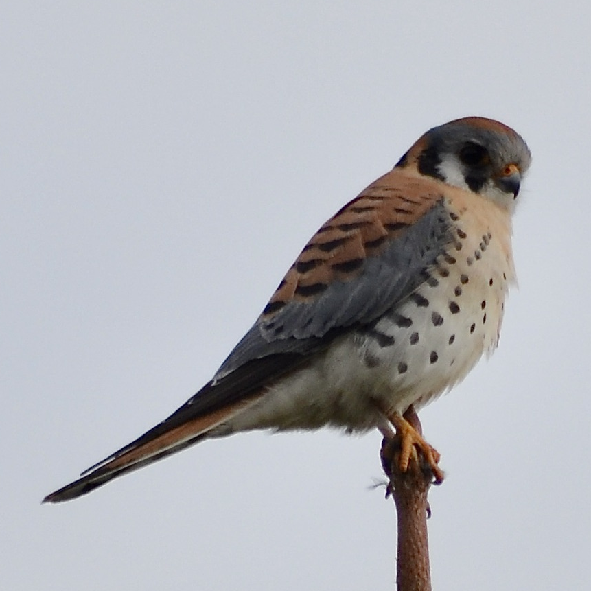 American Kestrel